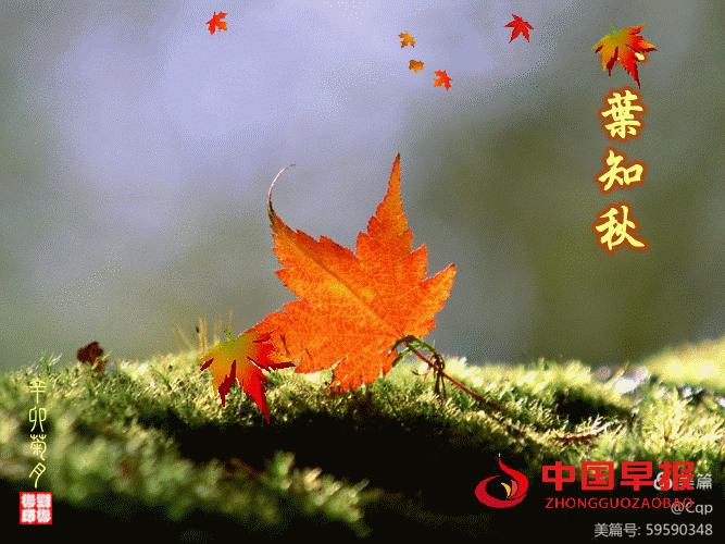 1729854378580791.gif 图片03.gif