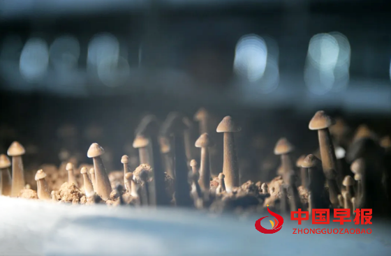 1737381487599393.png 4_副本.png