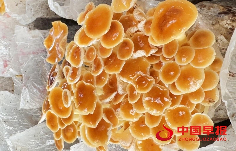 1737381514165572.jpg 6_副本.jpg