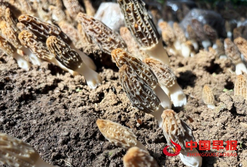 1744174831594832.jpg 3_副本.jpg