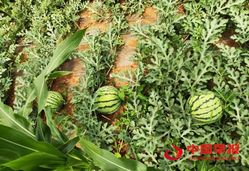 1750870652484121.jpg 640 (2)_副本.jpg