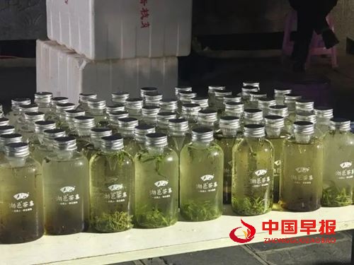 湘超现场湖邑茶集免费送万杯保靖黄金茶新茶饮,引爆湘西茶韵热潮(图8) 湘超现场湖邑茶集免费送万杯保靖黄金茶新茶饮,引爆湘西茶韵热潮(图8)
