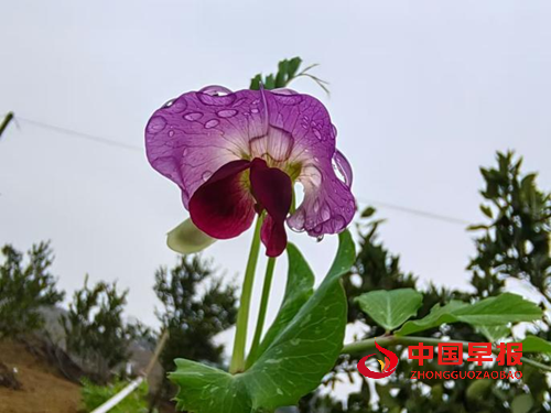 种花让生活更美好(图1)