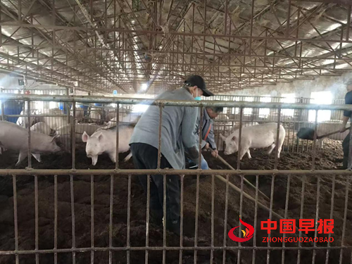 解码吉林省厚德经贸有限公司种猪场的“无抗密码”(图3)